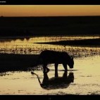 Snapshot of video