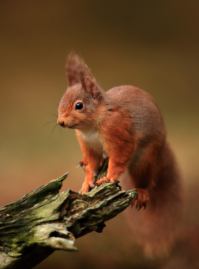 Red Squirrel Photography United Kingdom wildlife holiday | Europe group
