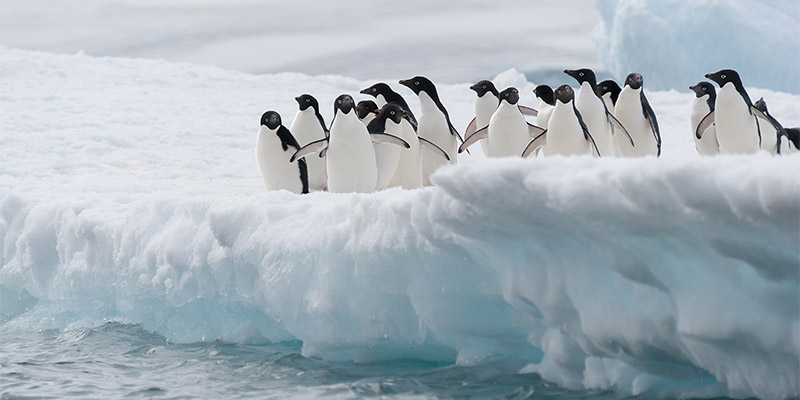 Adelie penguins in Antarctica