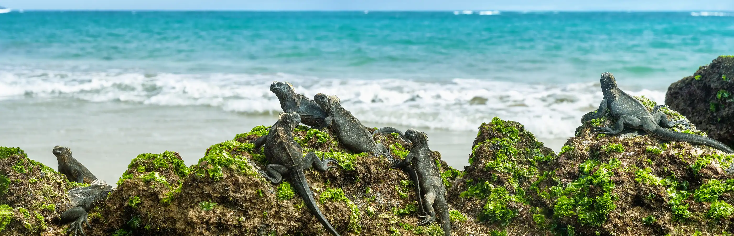 Marine iguana in the Galapagos Islands