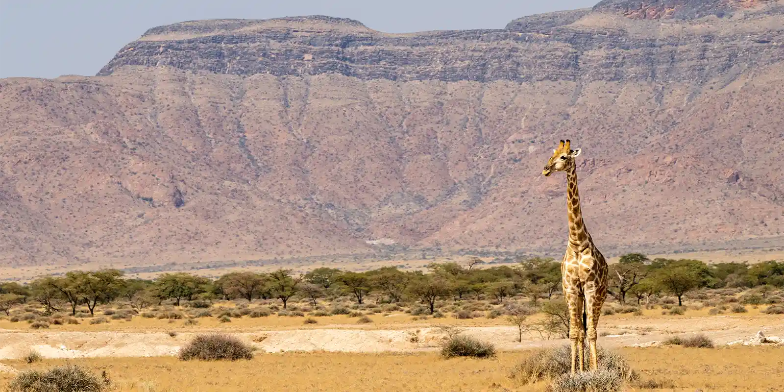 Lone giraffe with the backdrop of Namibia's incredible landscape.