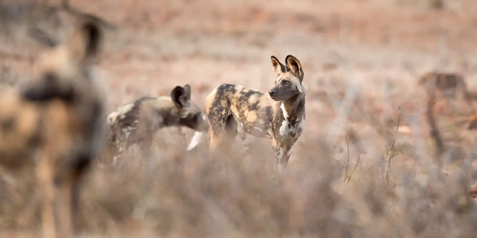 African wild dog in Klaserie Private Nature Reserve, South Africa