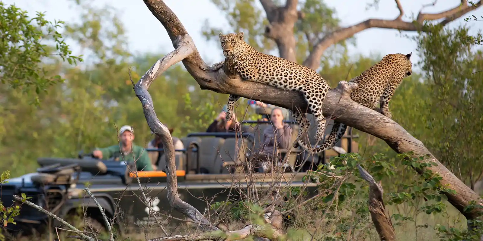 Leopards sitting in a tree with onlookers in a safari vehicle in the background.