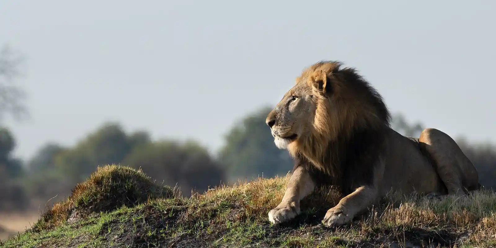 Lion in Timbavati, South Africa