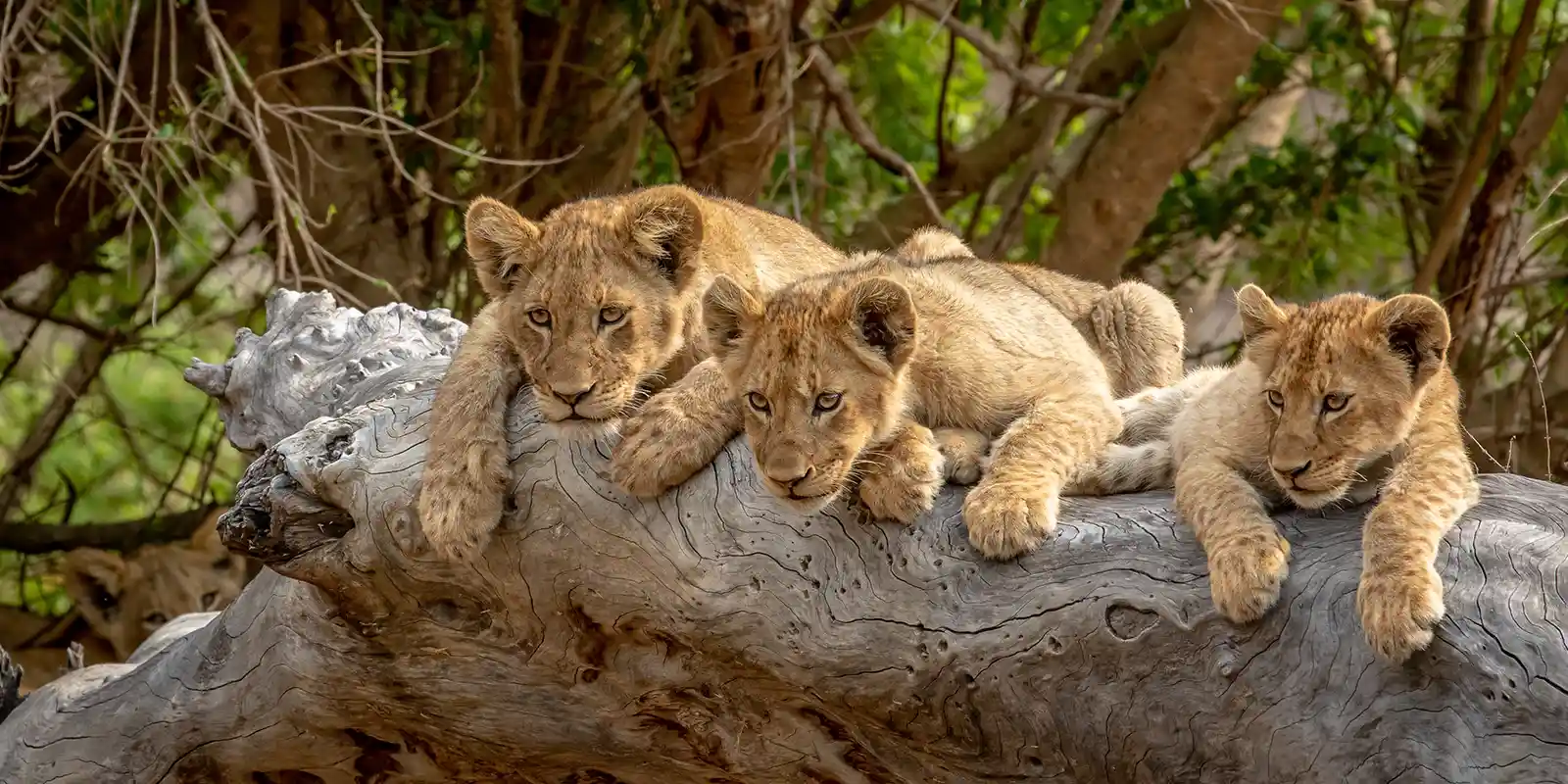 Lion cubs in Thornybush, South Africa