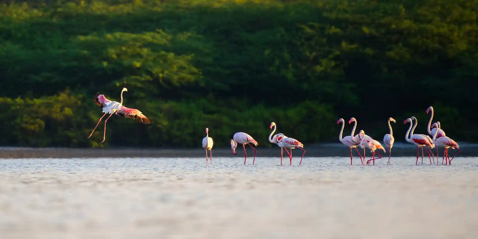 Greater flamingos in the Mannar region, Sri Lanka.
