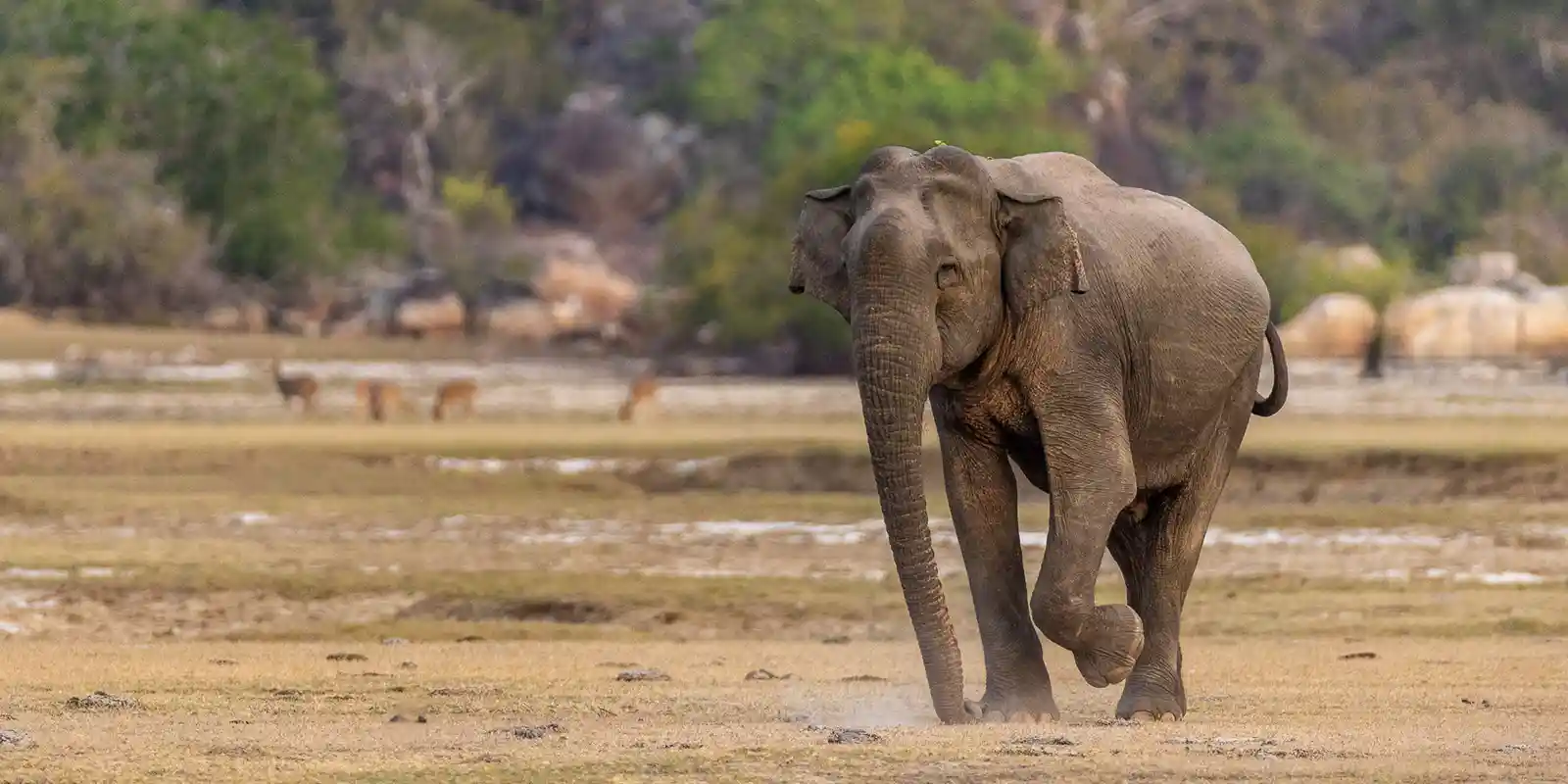 Asian elephant in Sri Lanka