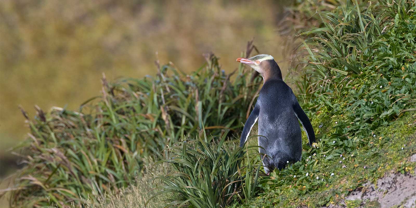 Yellow-eyed penguin in New Zealand