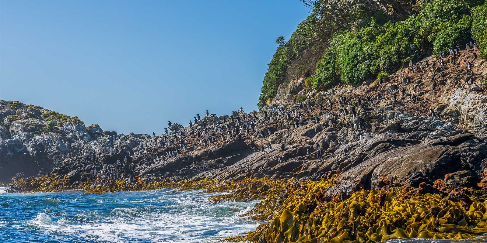 The Snares Island in New Zealand