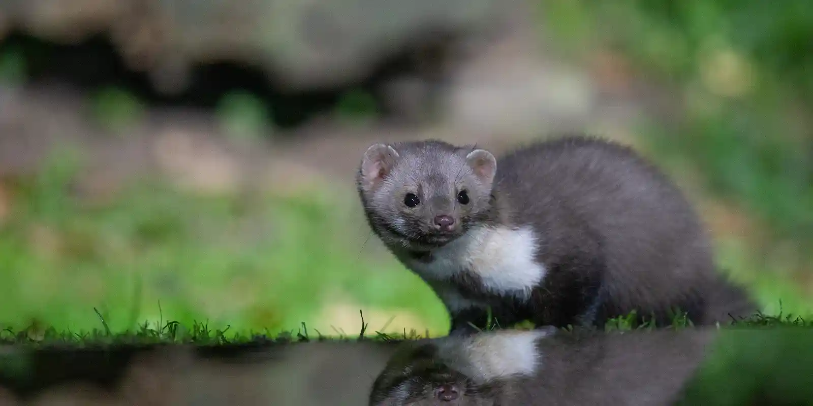 Beech marten by the pool in Edotopia Nature Reserve, Netherlands