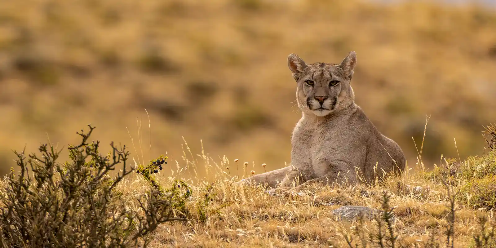 Puma in Patagonia, Argentina.