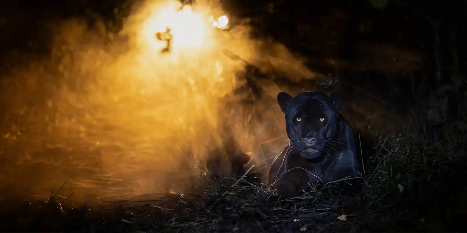 Melanistic jaguar at night, in Trijuncao, Brazil.