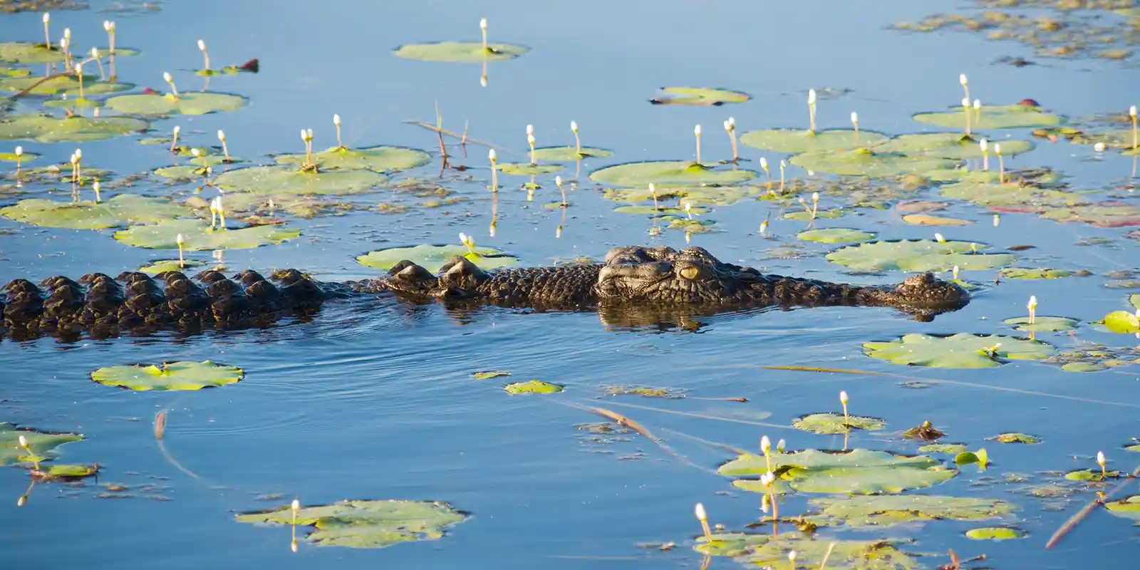 Saltwater crocodile in Australia.
