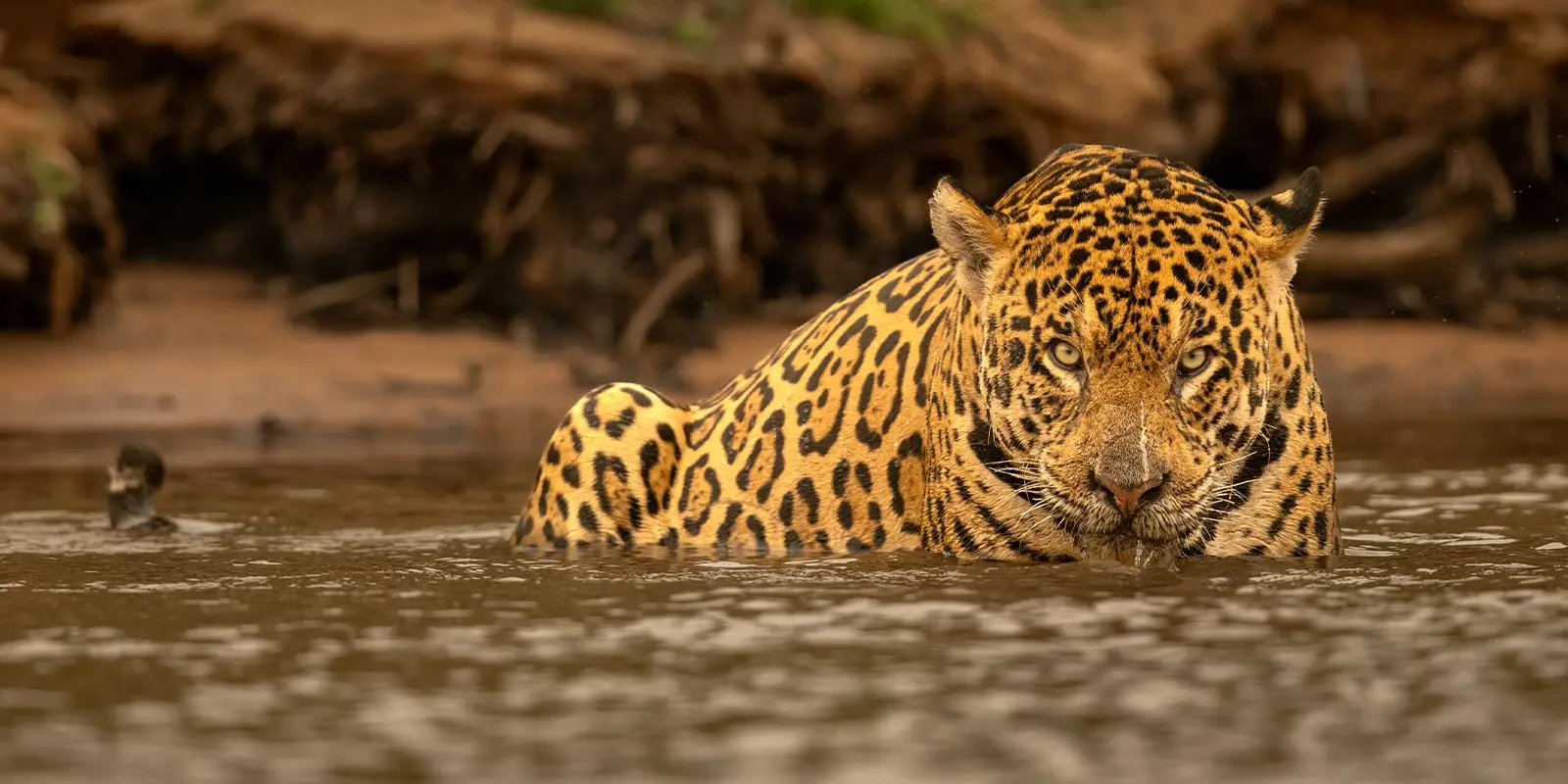 Jaguar in Brazil