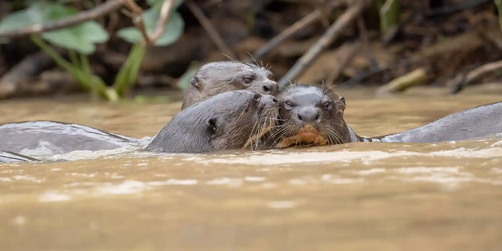 Giant river otter in Brazil
