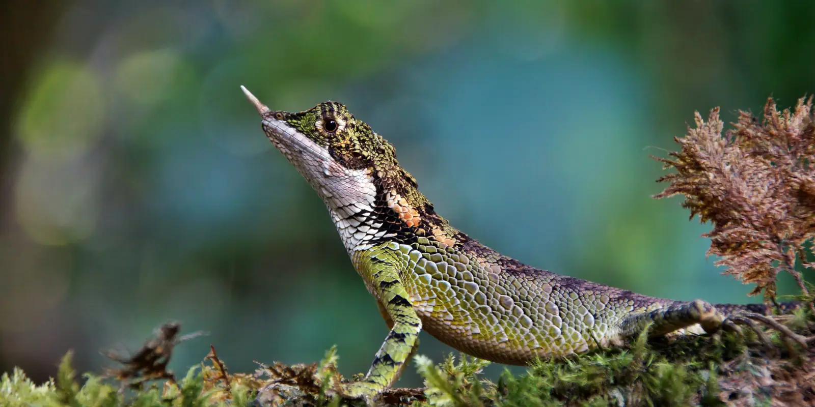 Image of rhino horned lizard