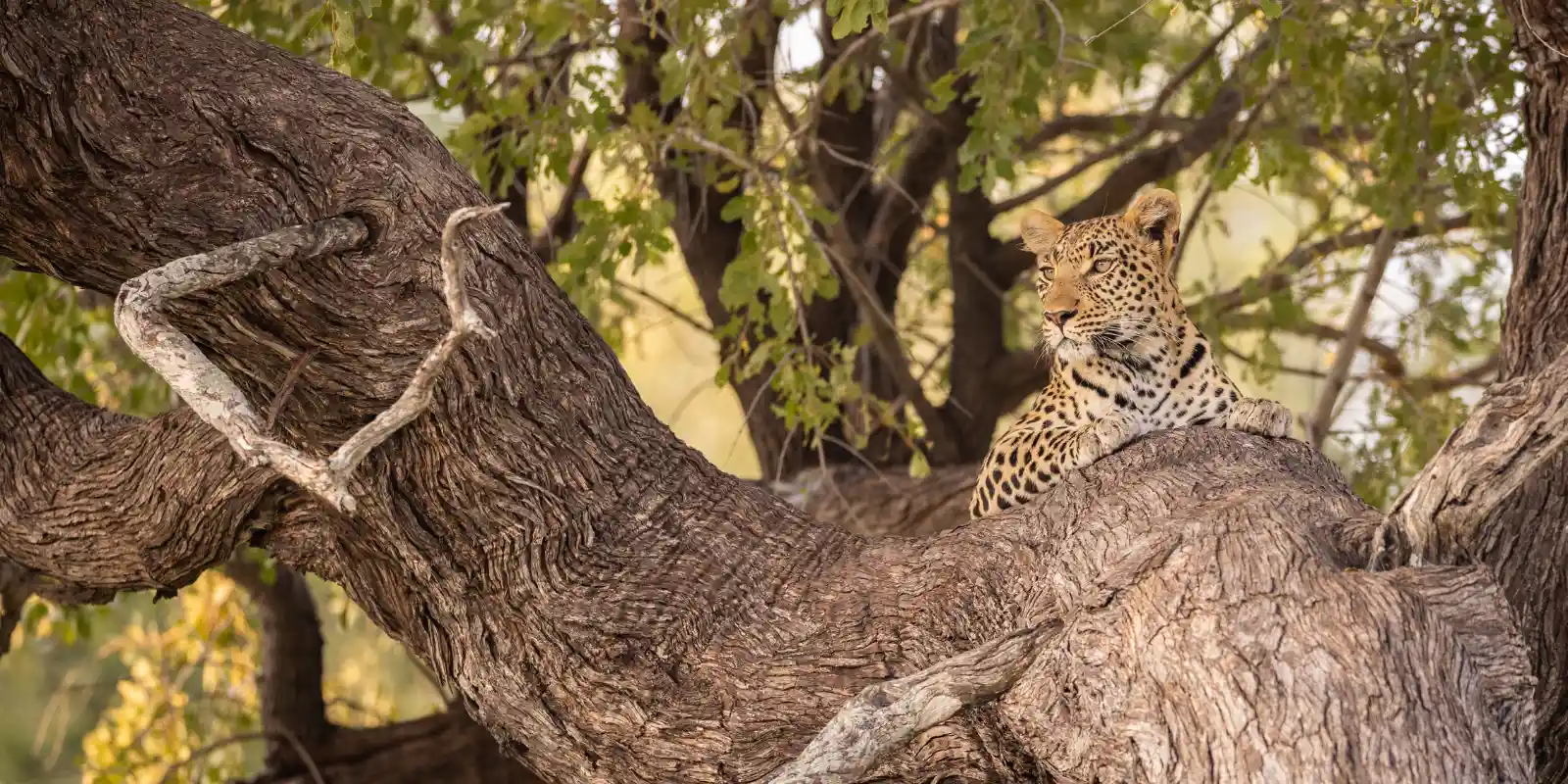 Leopard resting in a tree, Botswana.