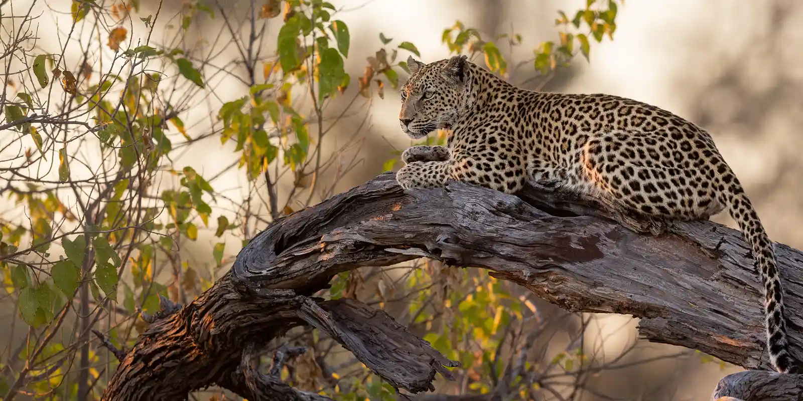 Leopard on a tree in Okavango Delta, Botswana