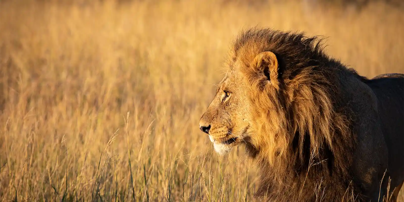 Lion in the Okavango Delta, Botswana