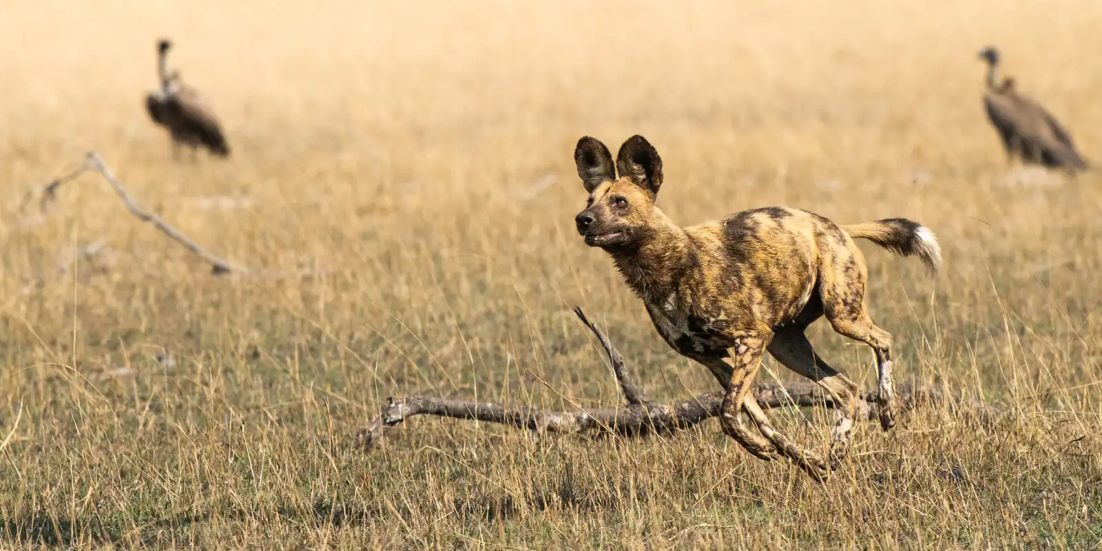 African wild dog in the Okavango Delta, Botswana.