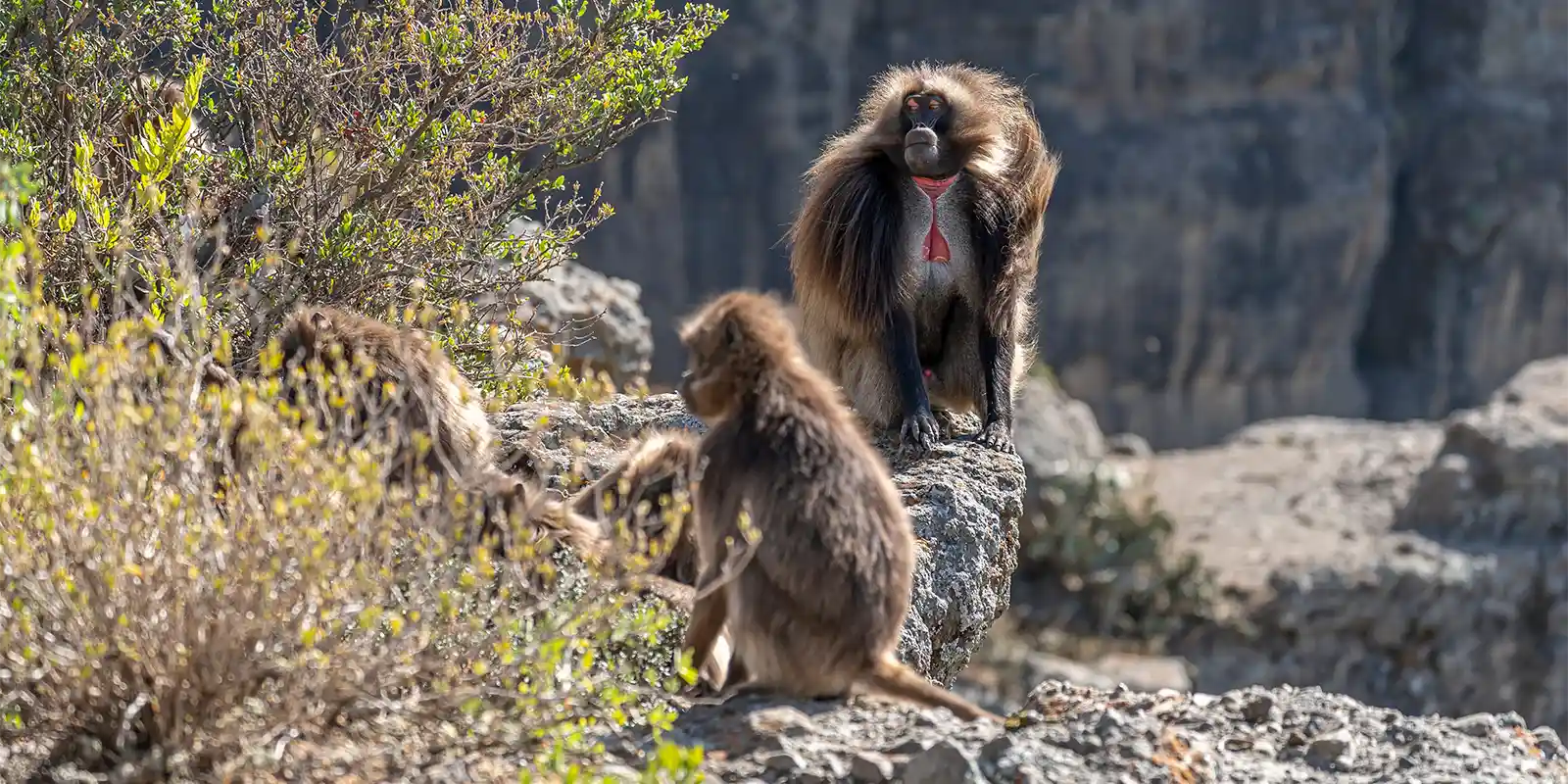 Gelada in Debre Libanos, Ethiopia