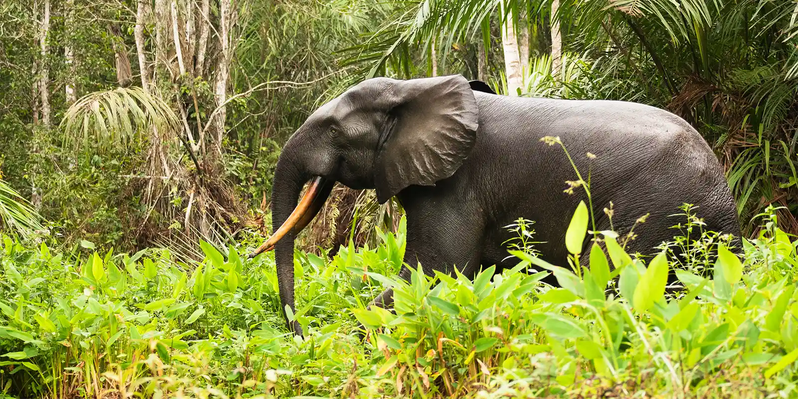 African forest elephant in Loango National Park, Gabon