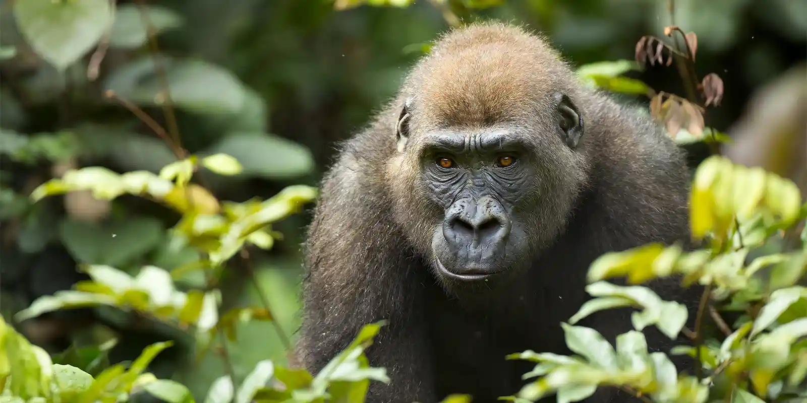 Western lowland gorilla in Gabon