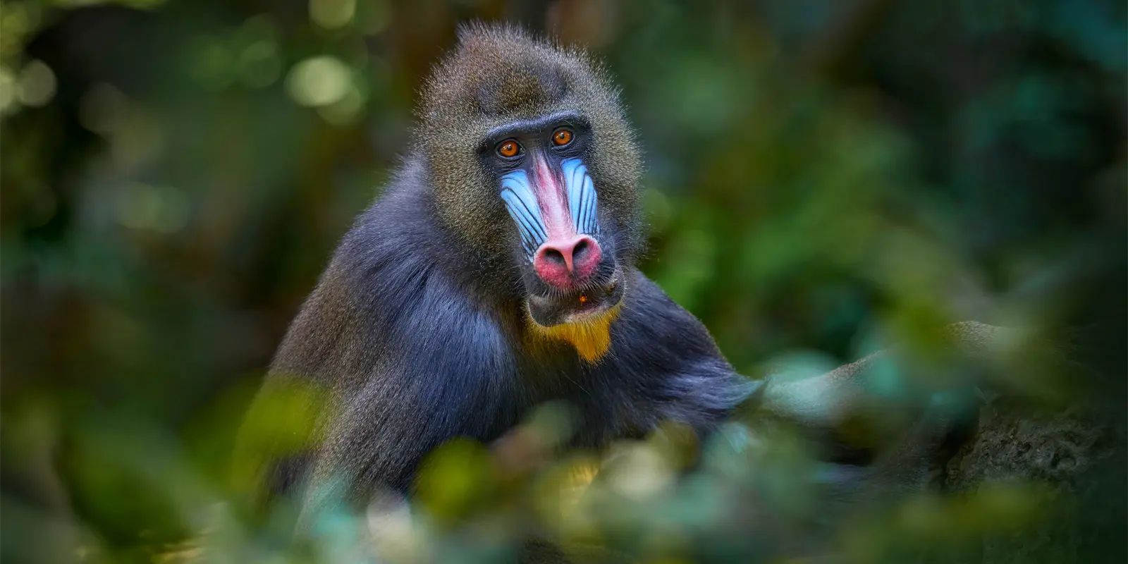 Mandrill in Gabon