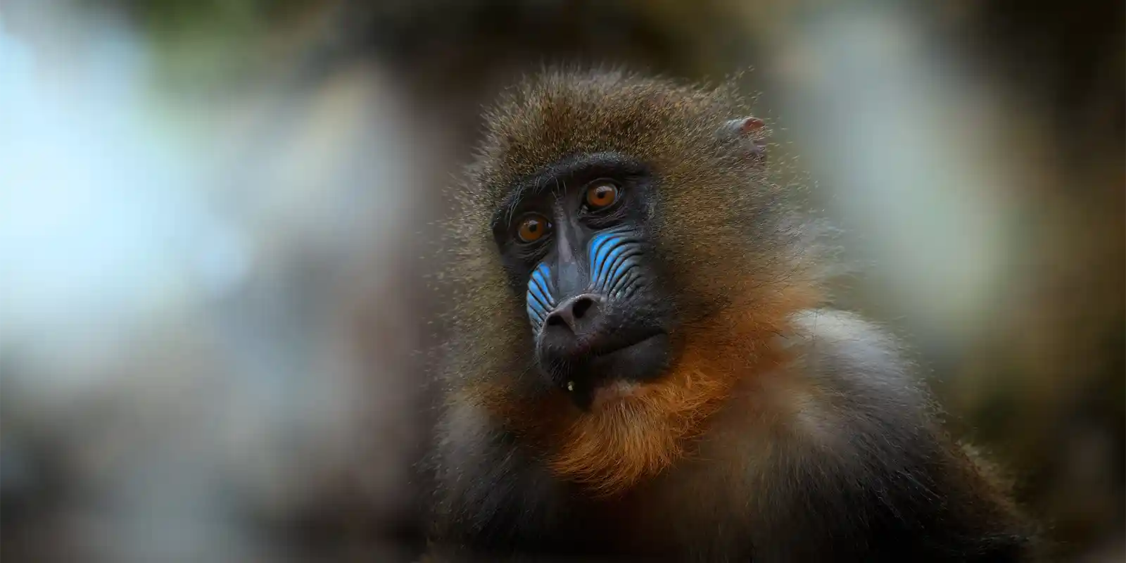A mandrill in Gabon