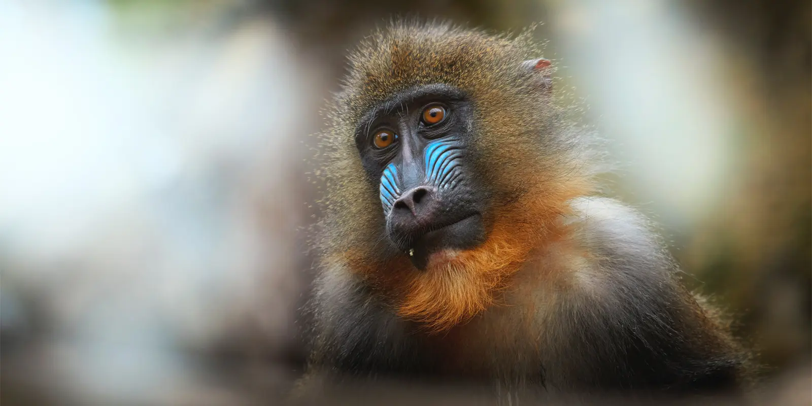 Mandrill in Gabon
