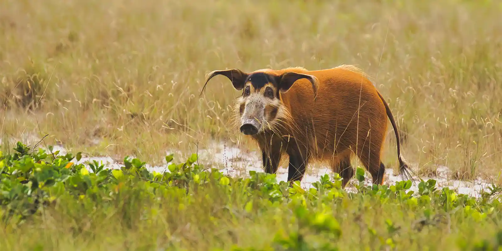 Red river hog in Lopé National Park, Gabon