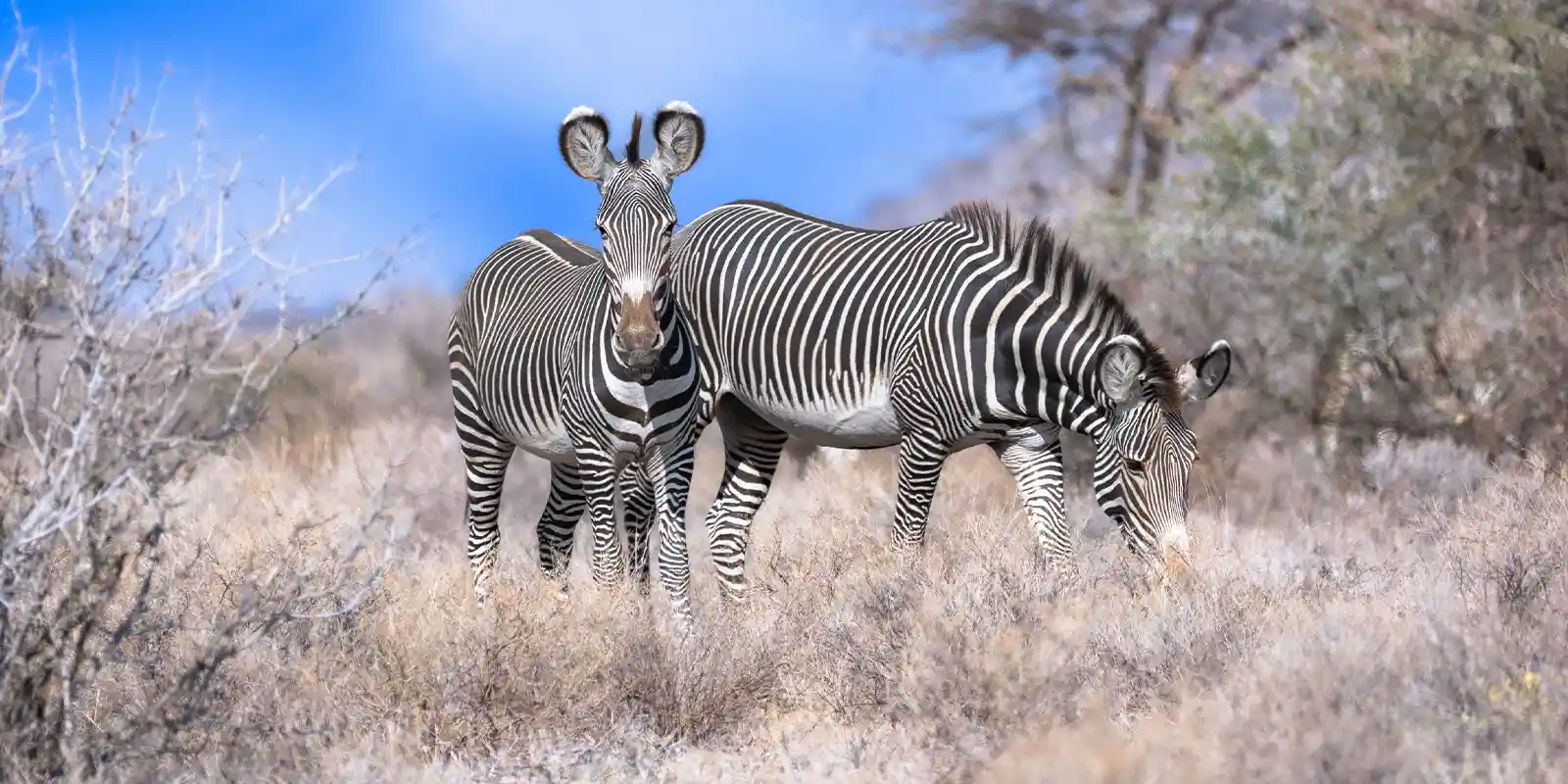 Grevy's zebra in Kenya