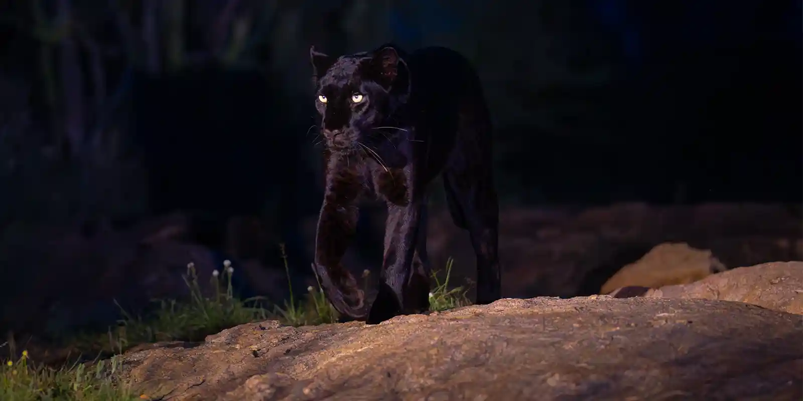 Melanistic leopard in Kenya, Africa