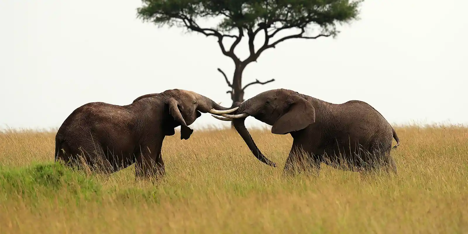 Two elephants interlocking tusks in Kenya.