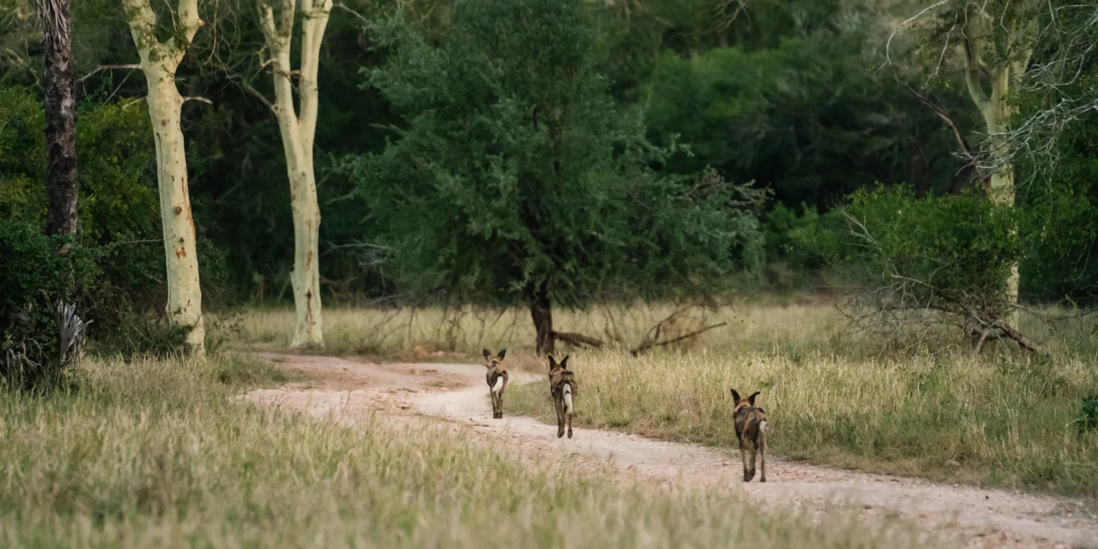 Wild dogs in Gorongosa National Park, Mozambique.