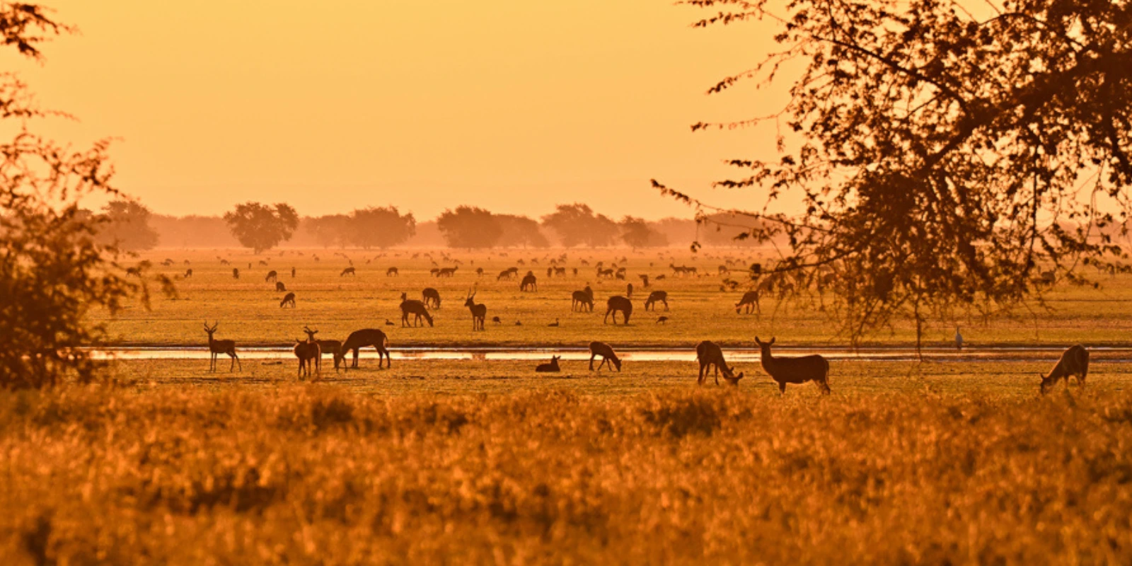 Sunrise landscape of Gorongosa National Park, Mozambique.