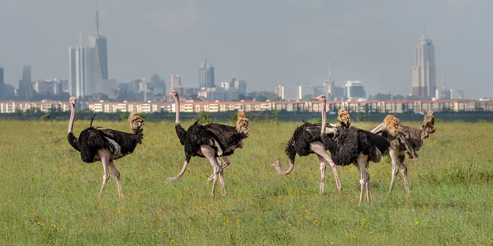 Ostrich, with the city of Nairobi in the background.