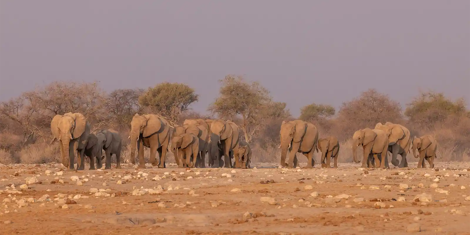 Elephant herd in Etosha National Park, Namibia