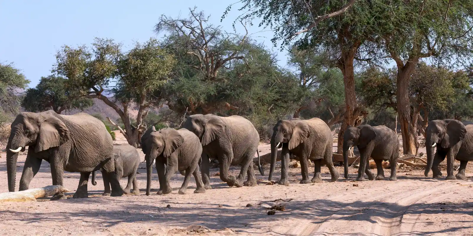 Desert adapted African elephant herd in Kaokoland, Namibia.