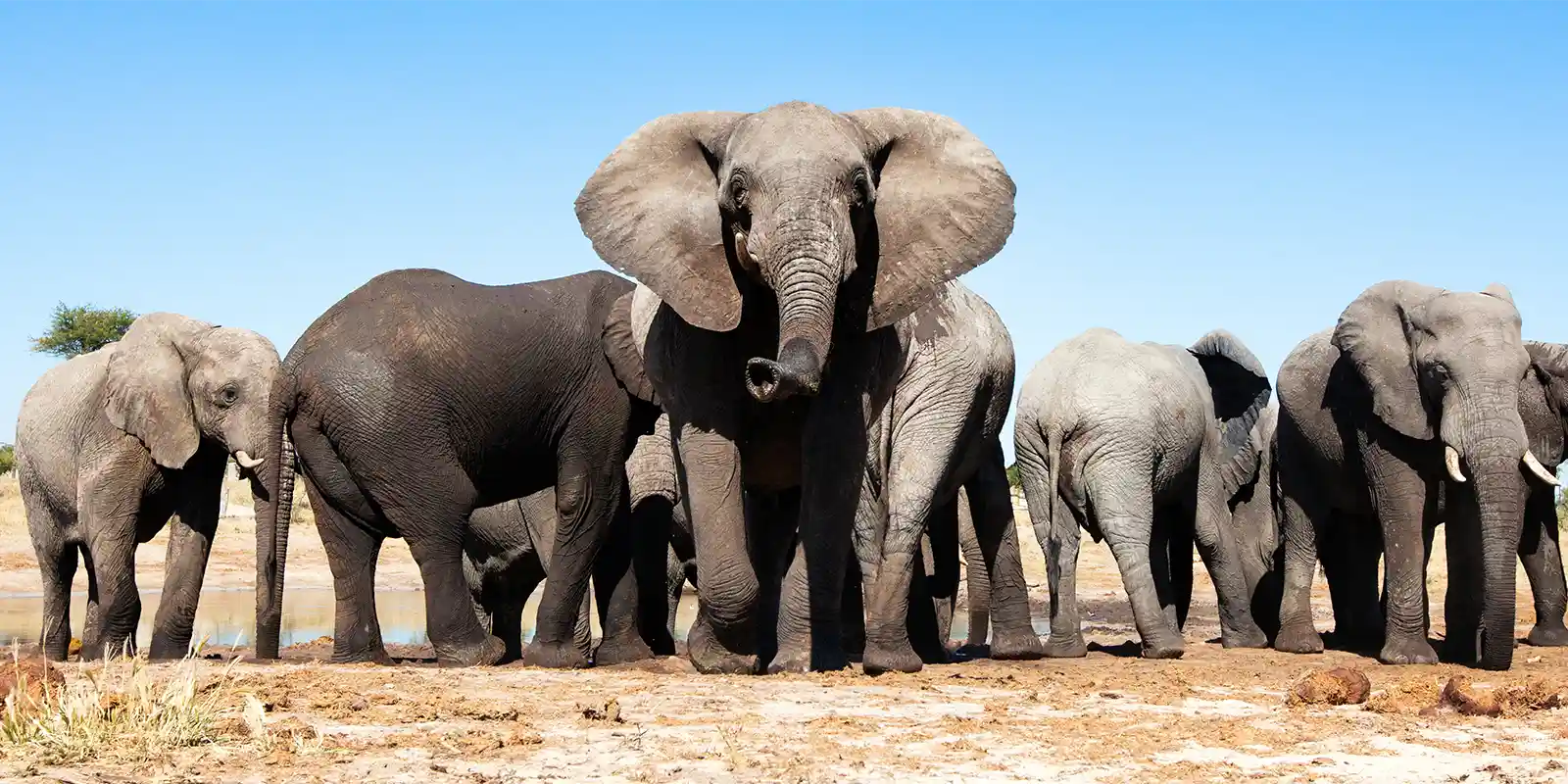 Herd of elephants in South Africa
