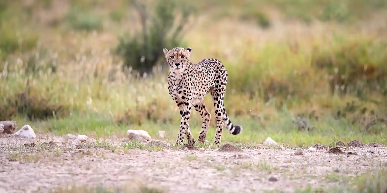 Cheetah in the Kalahari in South Africa during the green season
