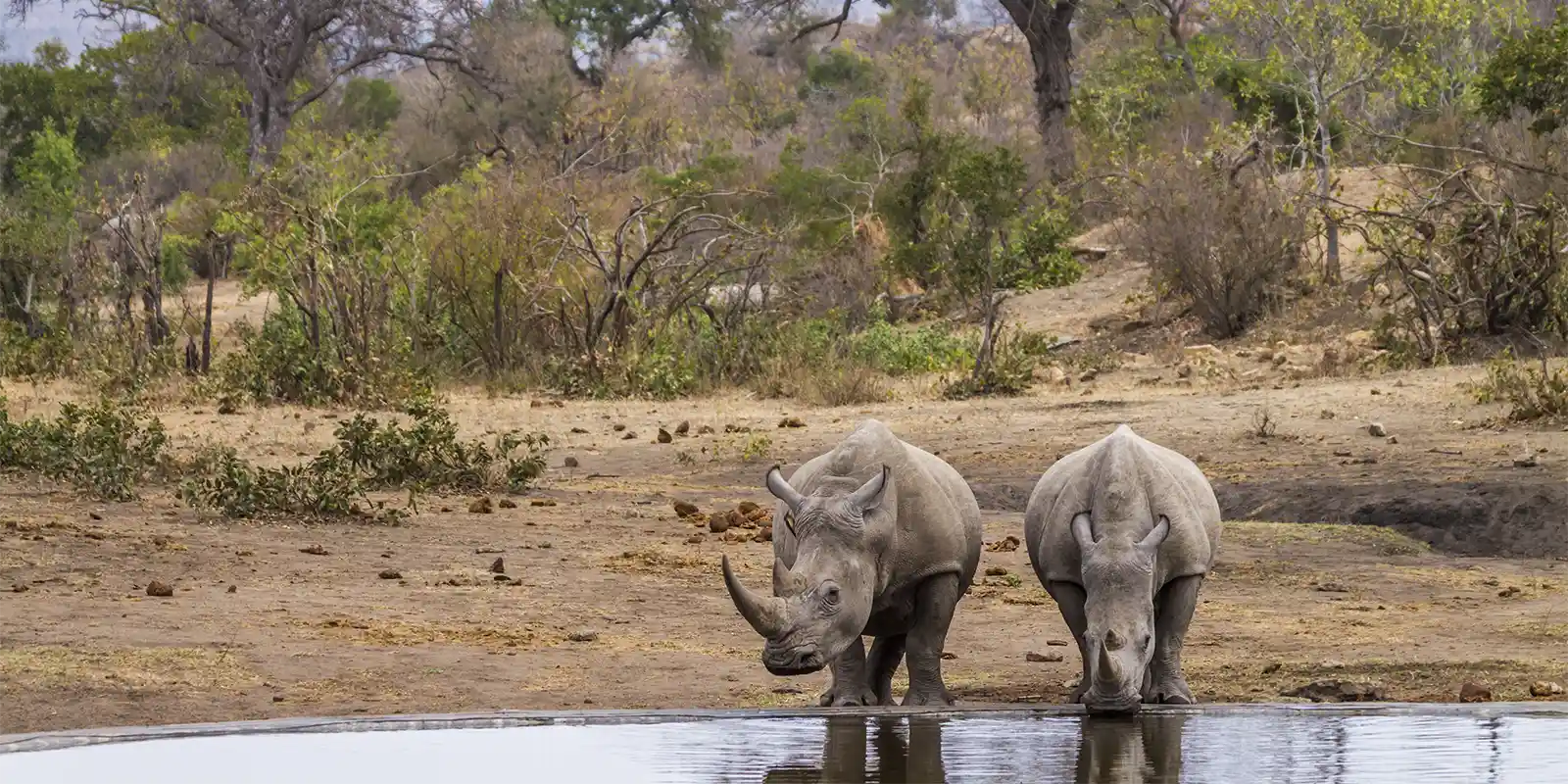 White rhino in Kruger National Park, South Africa