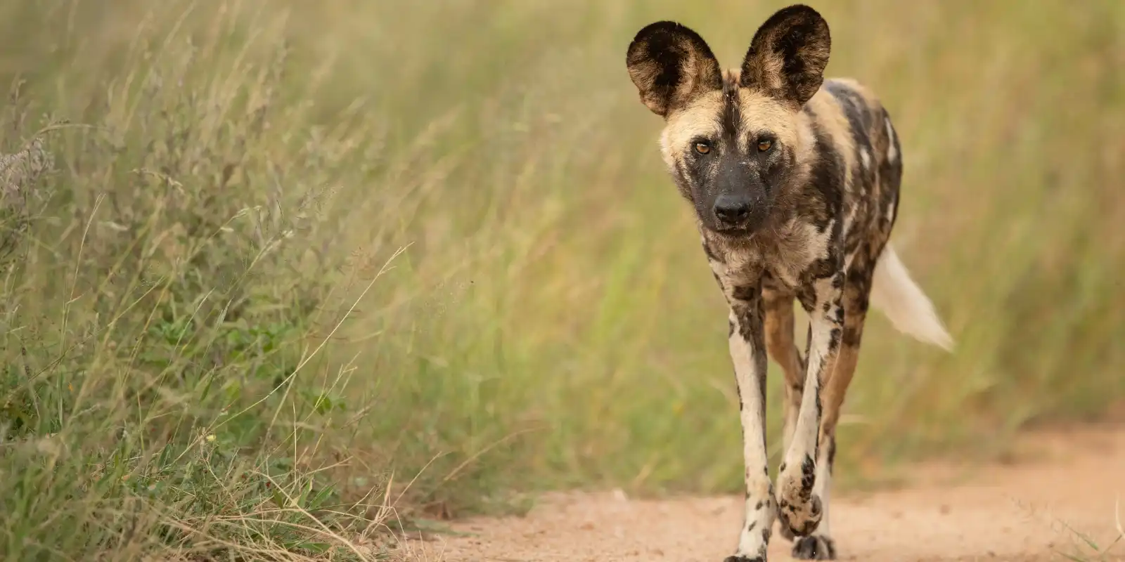 African wild dog in Kruger National Park, South Africa.