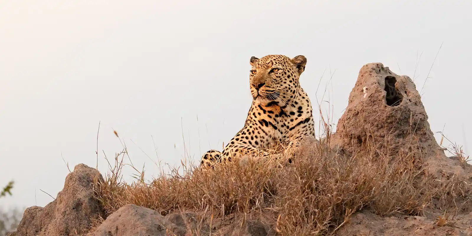 Leopard in MalaMala, South Africa