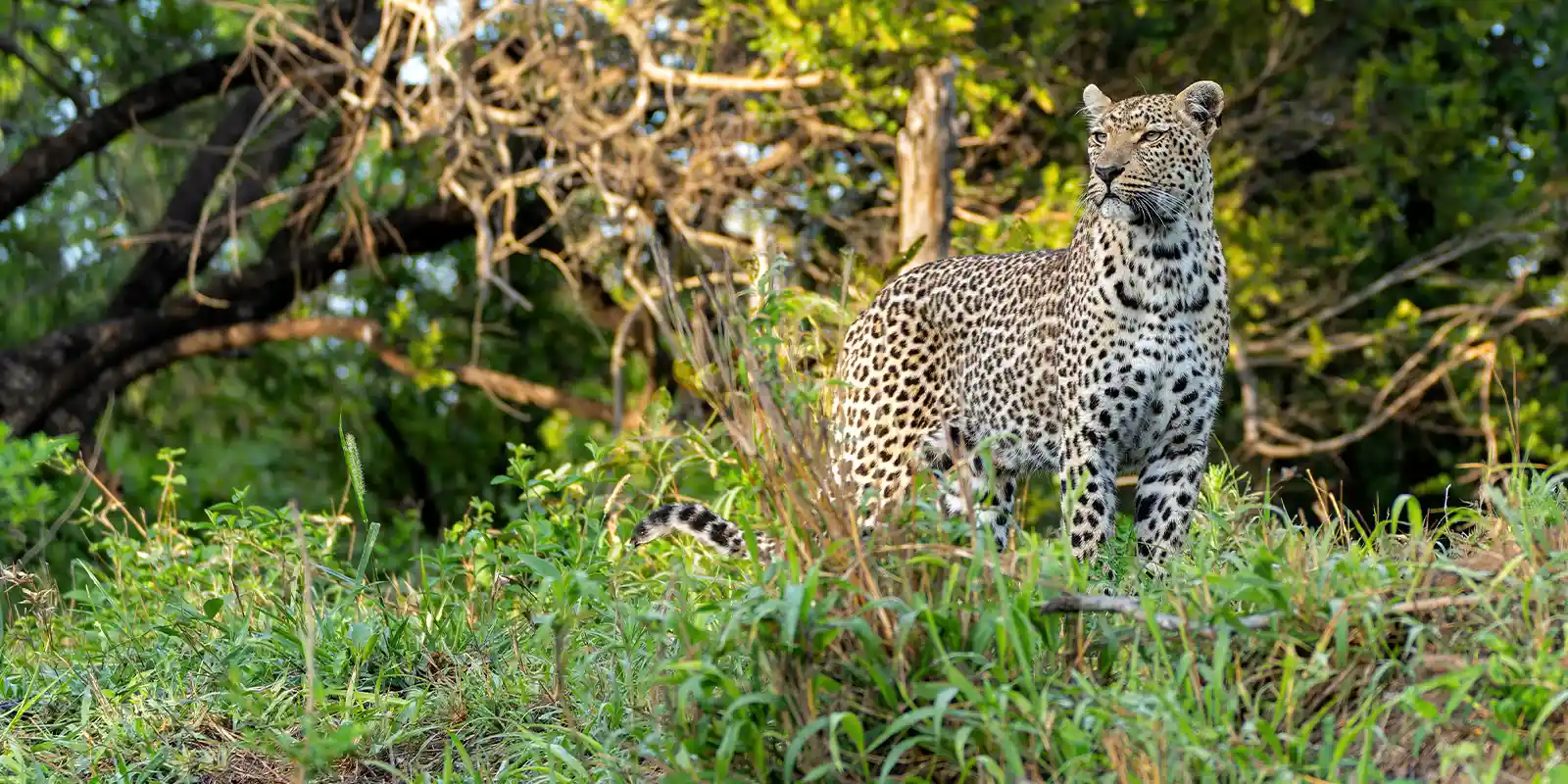 Male leopard in South Africa