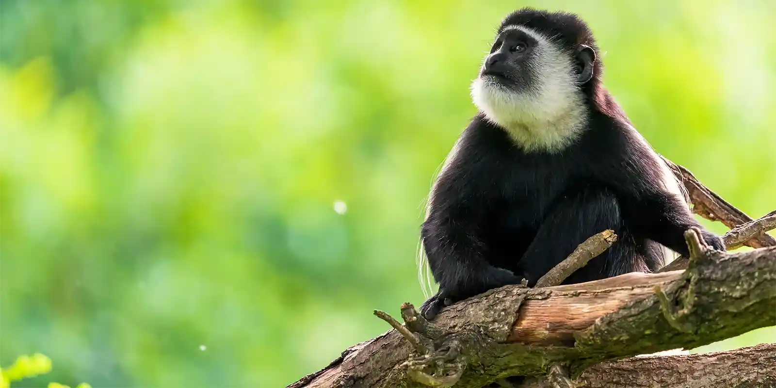 Black-and-white colobus monkey in Uganda