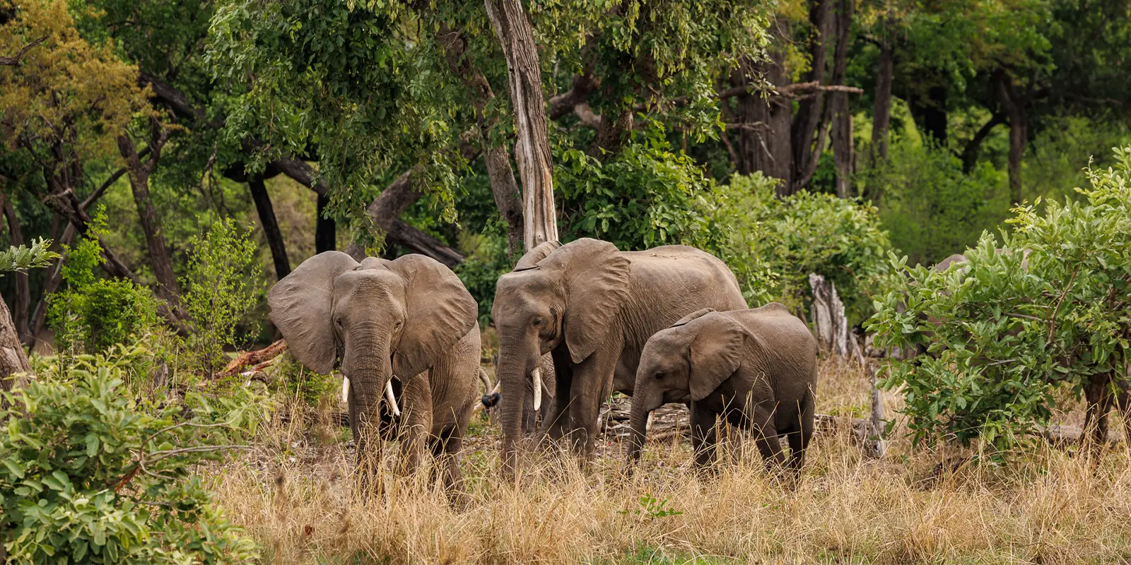 African elephants in Zambia