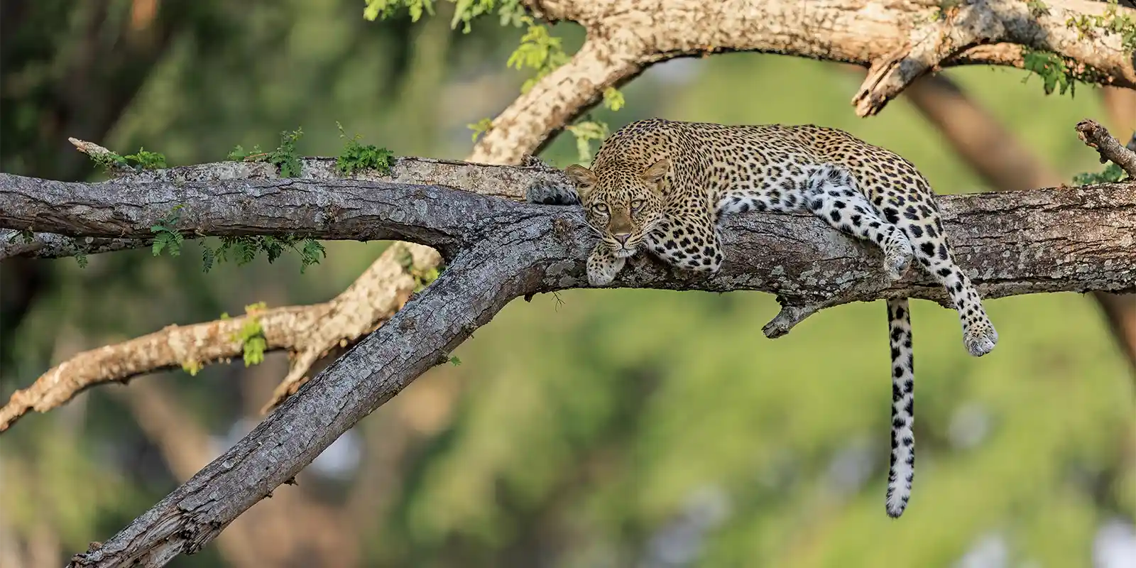 Leopard in Lower Zambezi National Park, Zambia.