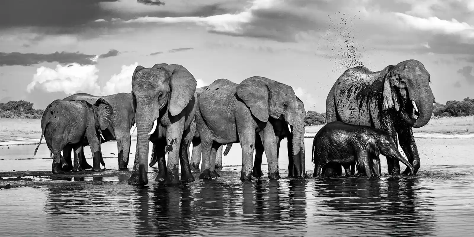 A herd of elephants in water, at Sable Valley Lodge.