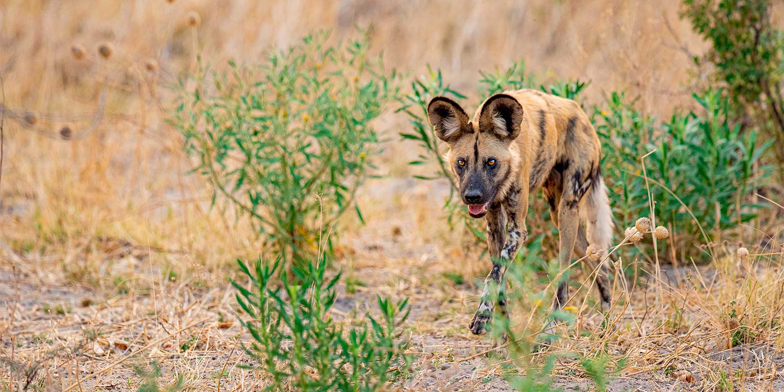 African wild dog in Botswana
